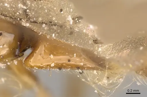 Aenictogiton emeryi - CASENT0281200