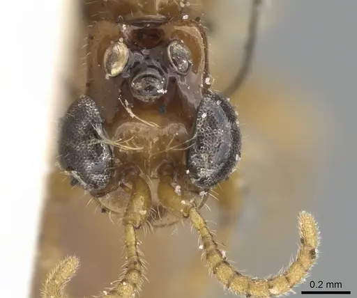 Aenictogiton emeryi - CASENT0281200