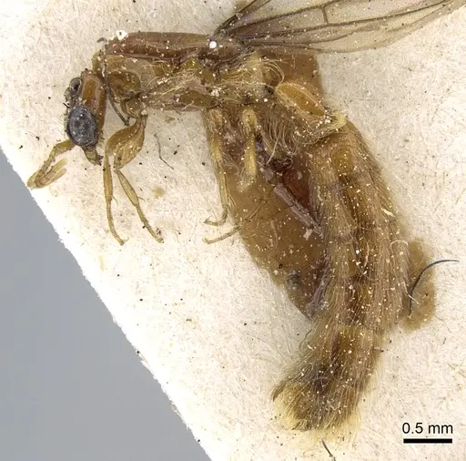 Aenictogiton emeryi - CASENT0281200