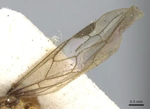 Aenictogiton emeryi - CASENT0281200