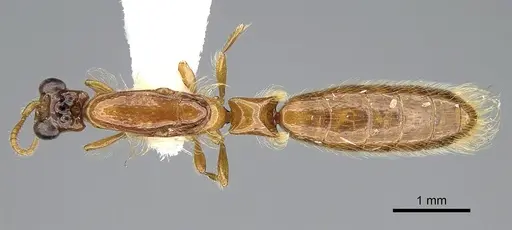 Aenictogiton emeryi - CASENT0281315