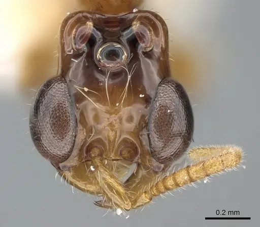 Aenictogiton emeryi - CASENT0281315