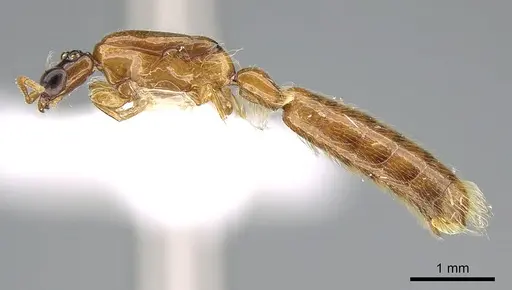 Aenictogiton emeryi - CASENT0281315