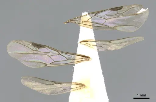 Aenictogiton emeryi - CASENT0281315