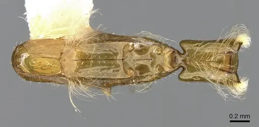 Aenictogiton emeryi - CASENT0281316