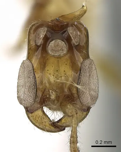 Aenictogiton emeryi - CASENT0281316