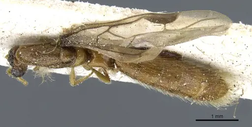 Aenictogiton emeryi - CASENT0903960