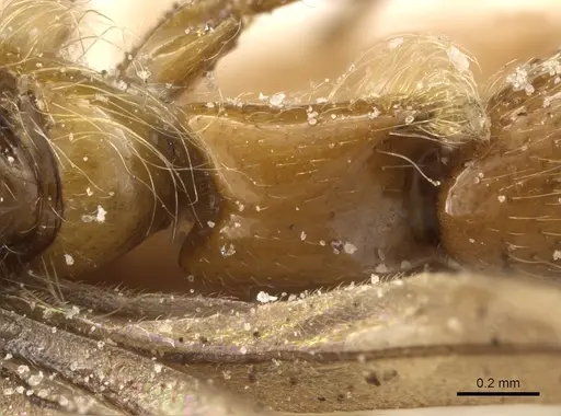 Aenictogiton emeryi - CASENT0903960