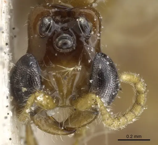 Aenictogiton emeryi - CASENT0903960