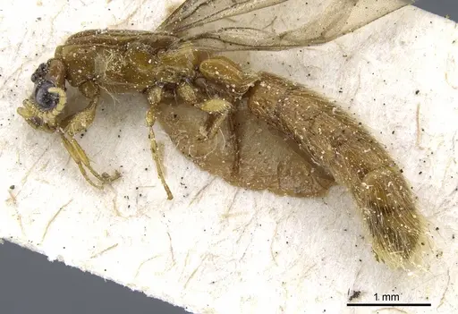 Aenictogiton emeryi - CASENT0903960