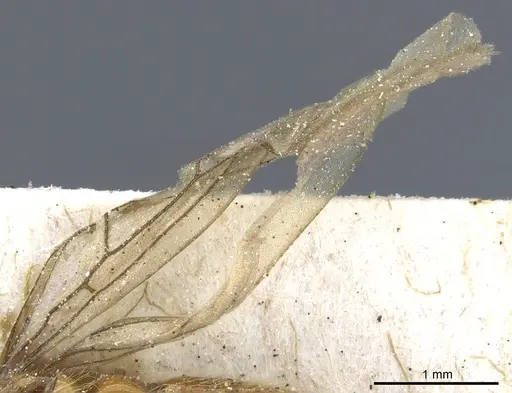 Aenictogiton emeryi - CASENT0903960