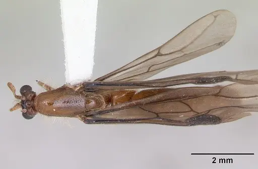 Aenictogiton fossiceps specimen