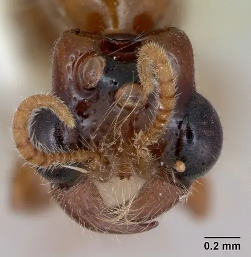 Aenictogiton fossiceps specimen