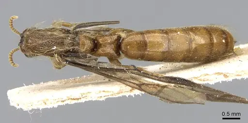 Aenictogiton schoutedeni specimen
