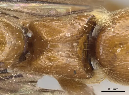 Aenictogiton schoutedeni specimen