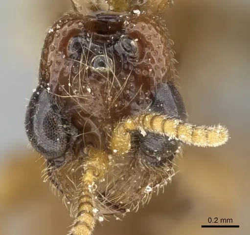 Aenictogiton schoutedeni specimen