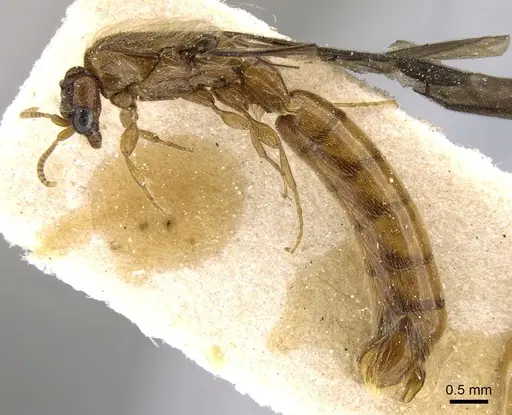 Aenictogiton schoutedeni - CASENT0281197