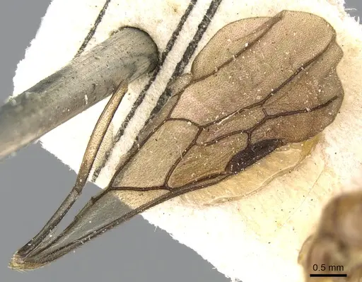 Aenictogiton schoutedeni - CASENT0281197