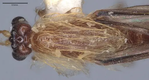 Aenictogiton schoutedeni - MCZ-ENT00510818