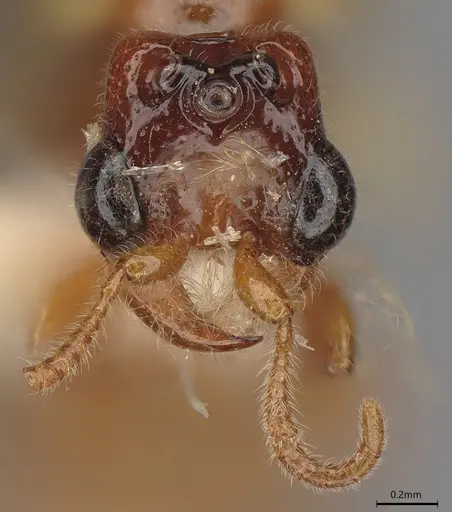 Aenictogiton schoutedeni - MCZ-ENT00510818