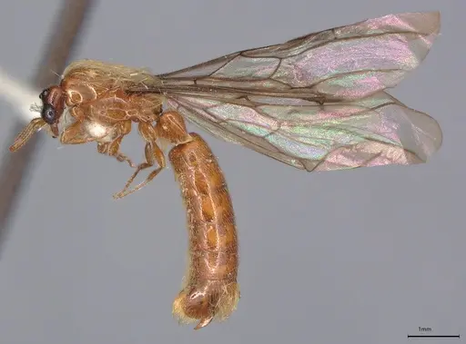 Aenictogiton schoutedeni - MCZ-ENT00510818