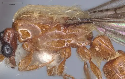 Aenictogiton schoutedeni - MCZ-ENT00510818