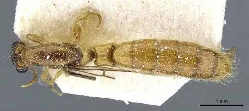 Aenictogiton sulcatus specimen