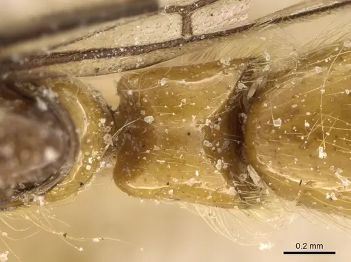 Aenictogiton sulcatus specimen