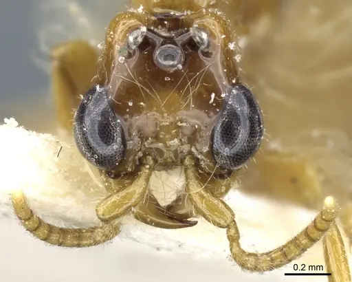 Aenictogiton sulcatus specimen