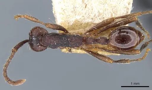 Aenictus aitkenii specimen