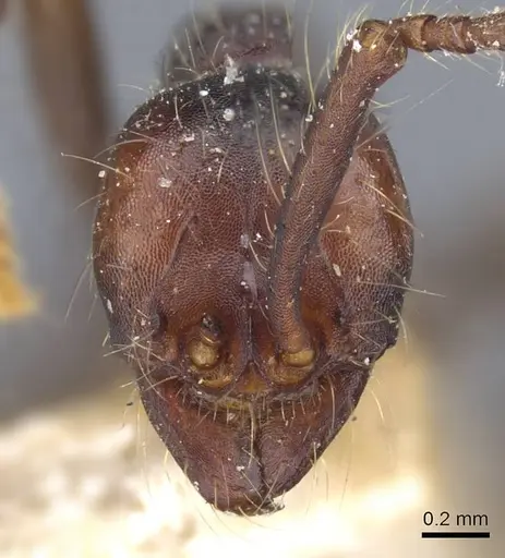 Aenictus aitkenii specimen