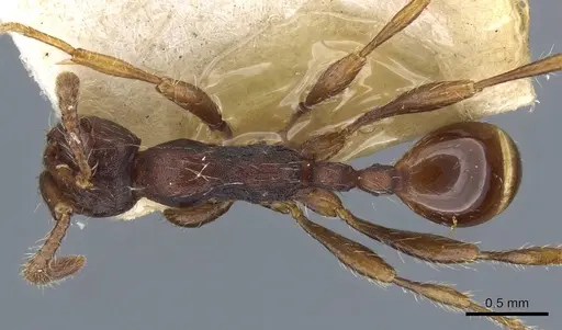 Aenictus aitkenii - CASENT0905986