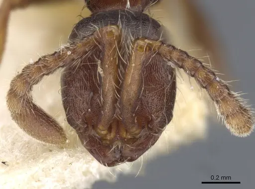 Aenictus aitkenii - CASENT0905986