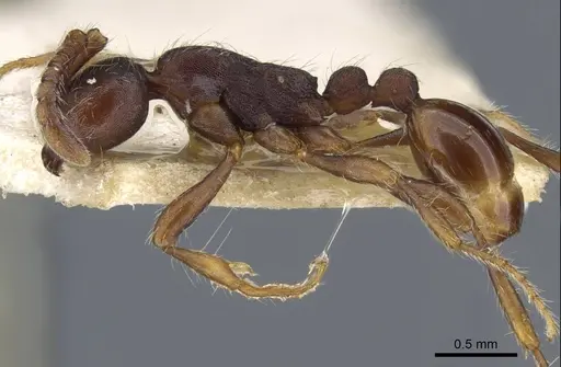 Aenictus aitkenii - CASENT0905986