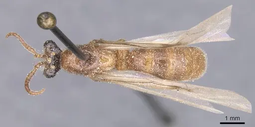 Aenictus alluaudi specimen