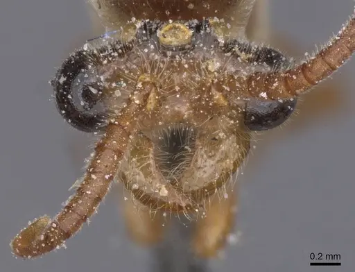 Aenictus alluaudi specimen