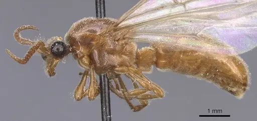 Aenictus alluaudi specimen