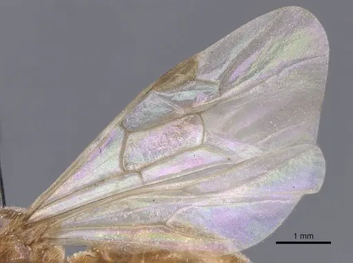 Aenictus alluaudi - CASENT0911415