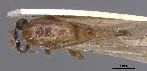 Aenictus alluaudi - RMCAENT000017718