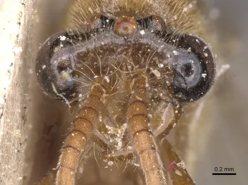 Aenictus alluaudi - RMCAENT000017718