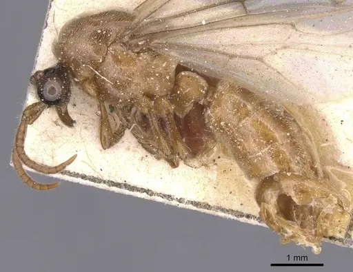 Aenictus alluaudi - RMCAENT000017718