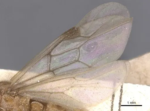 Aenictus alluaudi - RMCAENT000017718
