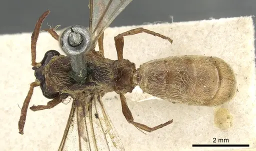 Aenictus ambiguus specimen