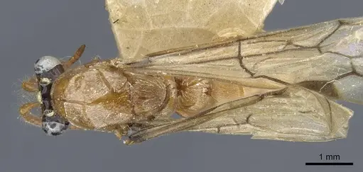 Aenictus anceps specimen