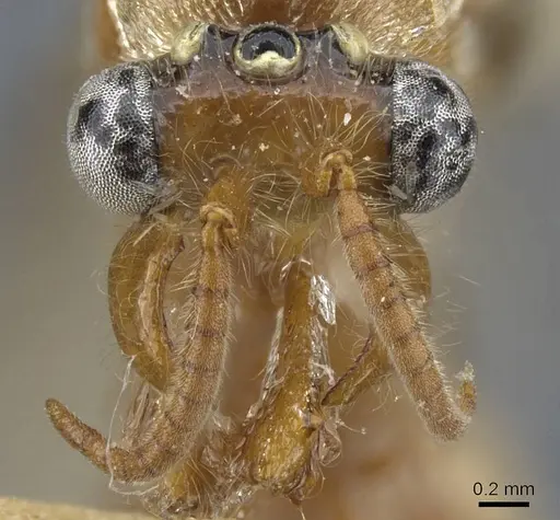 Aenictus anceps specimen