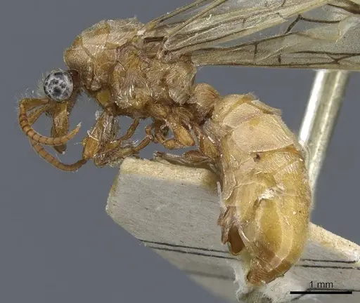 Aenictus anceps specimen