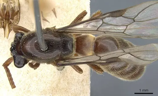 Aenictus annae specimen