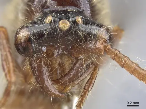 Aenictus annae specimen