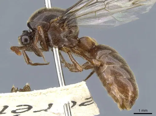Aenictus annae specimen