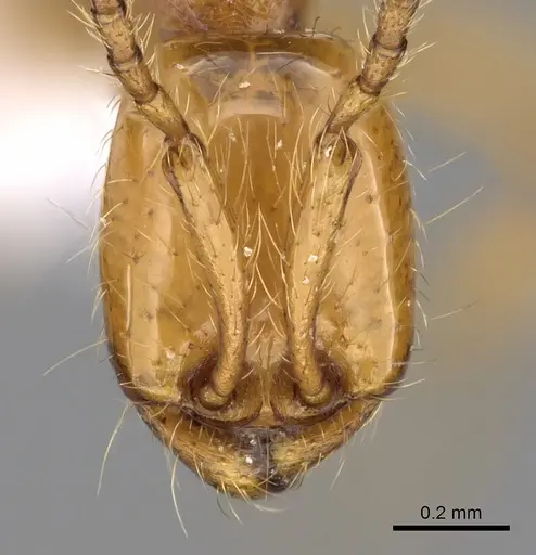 Aenictus arabicus specimen